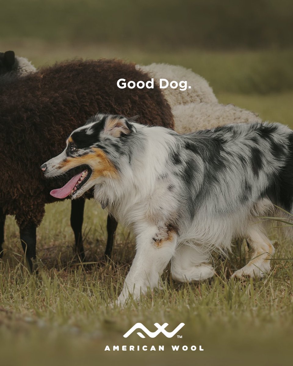 Experience Wool tweet media