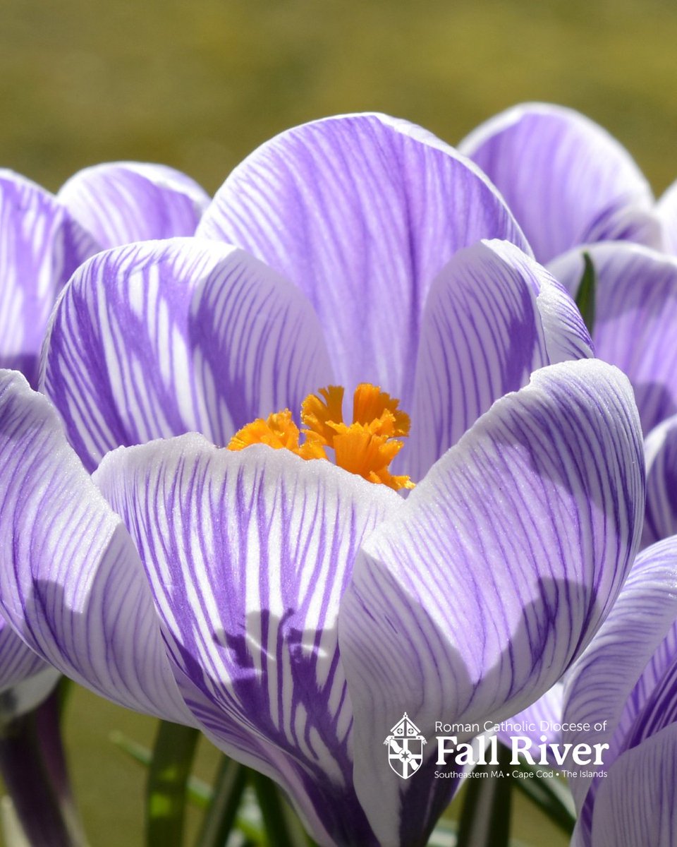 Diocese of Fall River tweet media