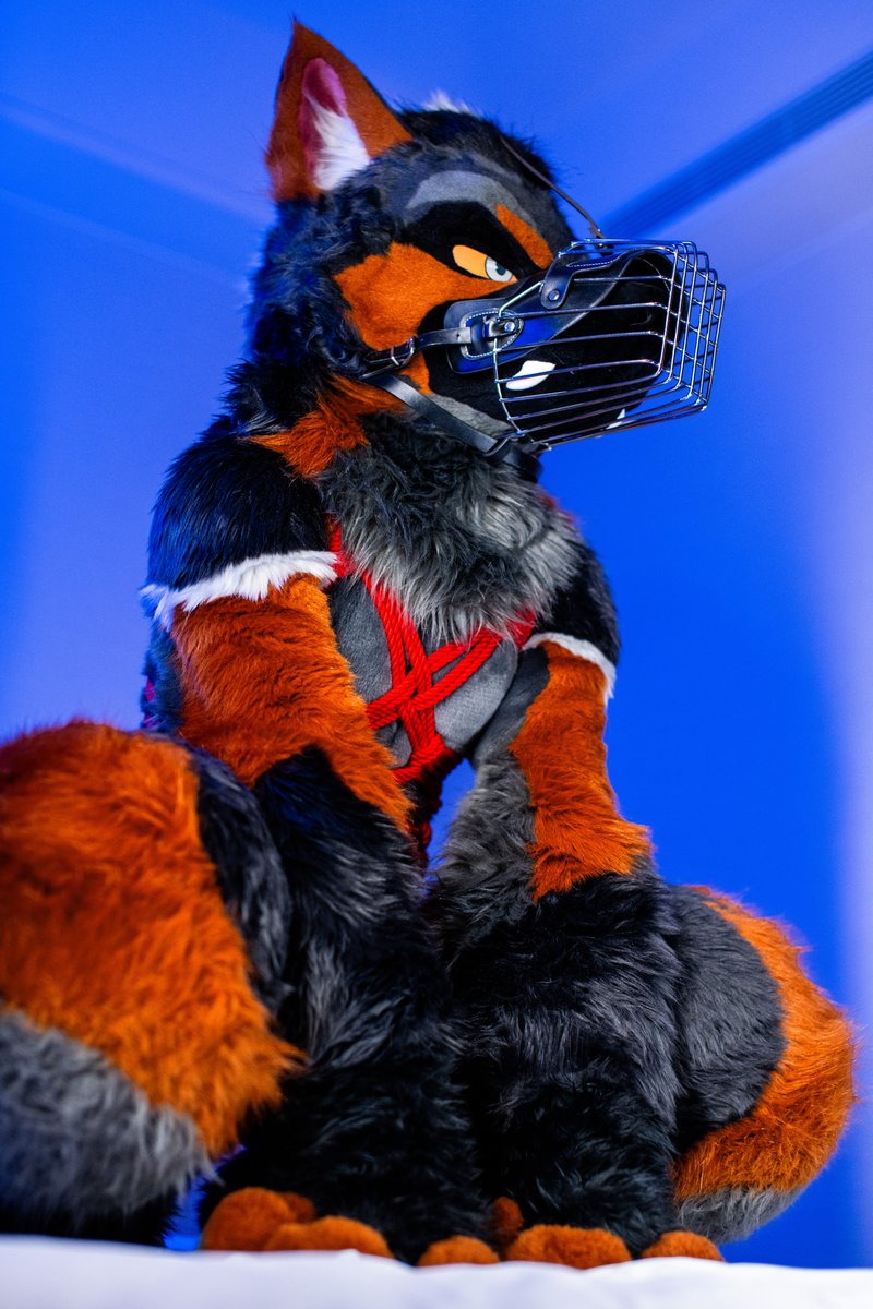 AK-9🚨 tweet media