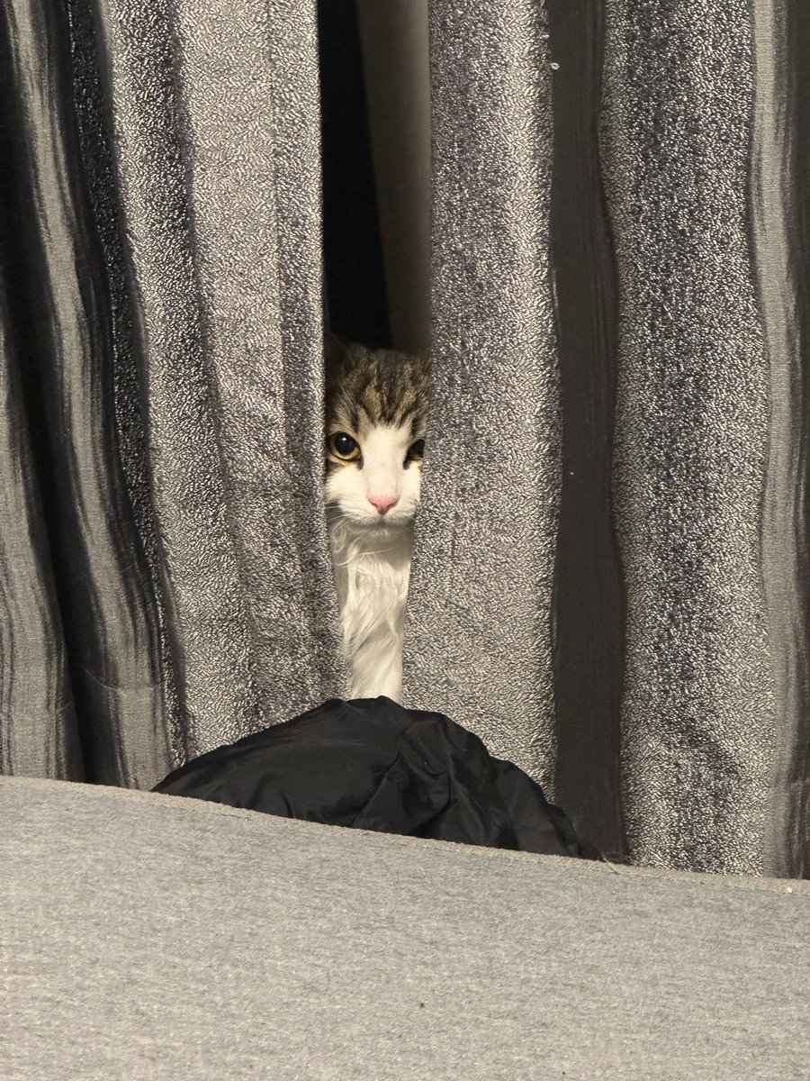 broooock tweet media