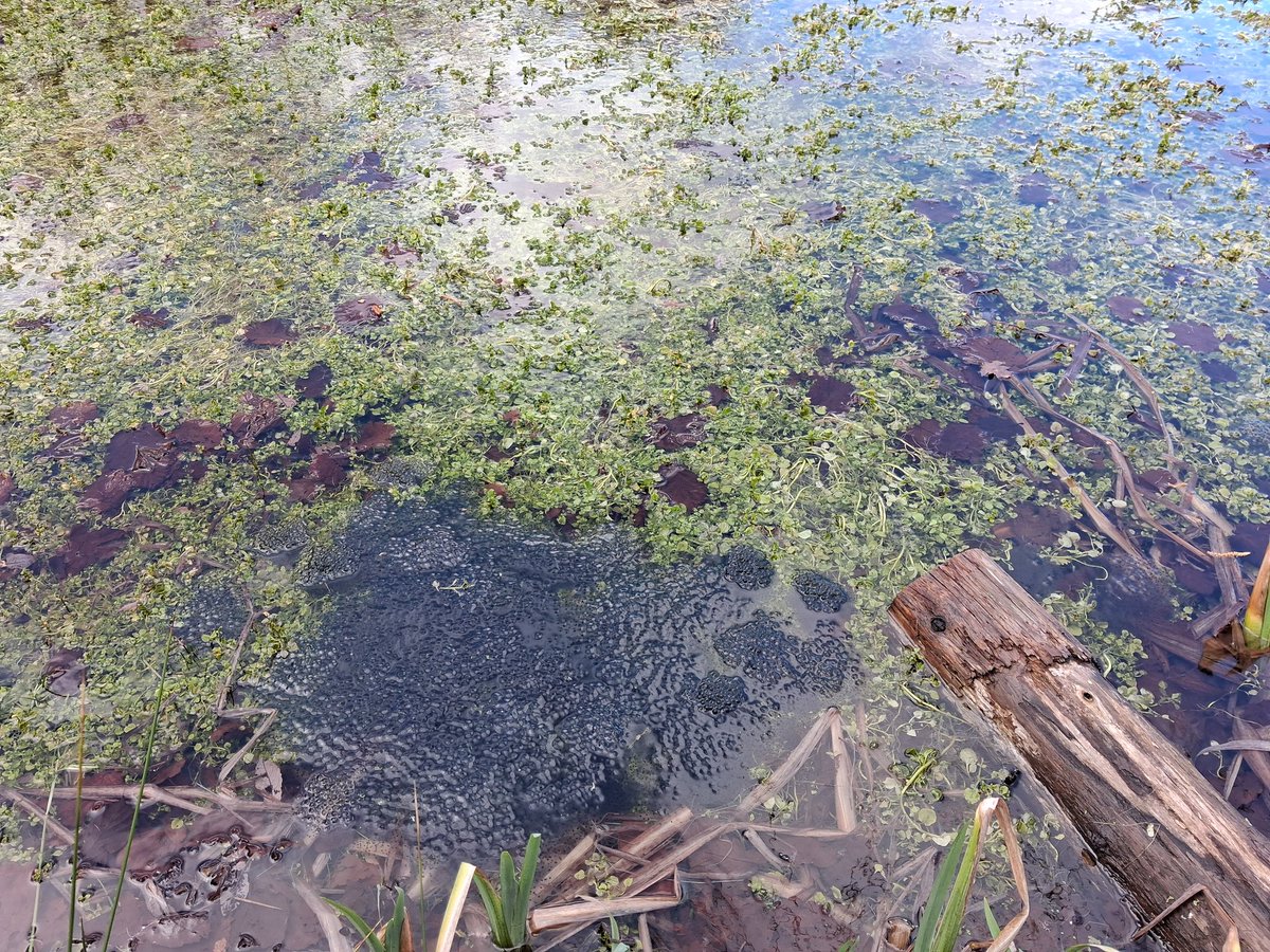 Jeanette Hall - ask me about woods 🌳 and newts 🦎 tweet media