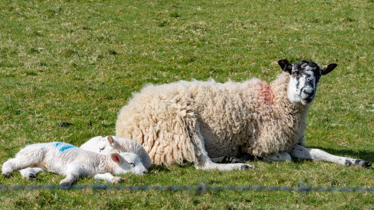 Cliff Salt tweet media