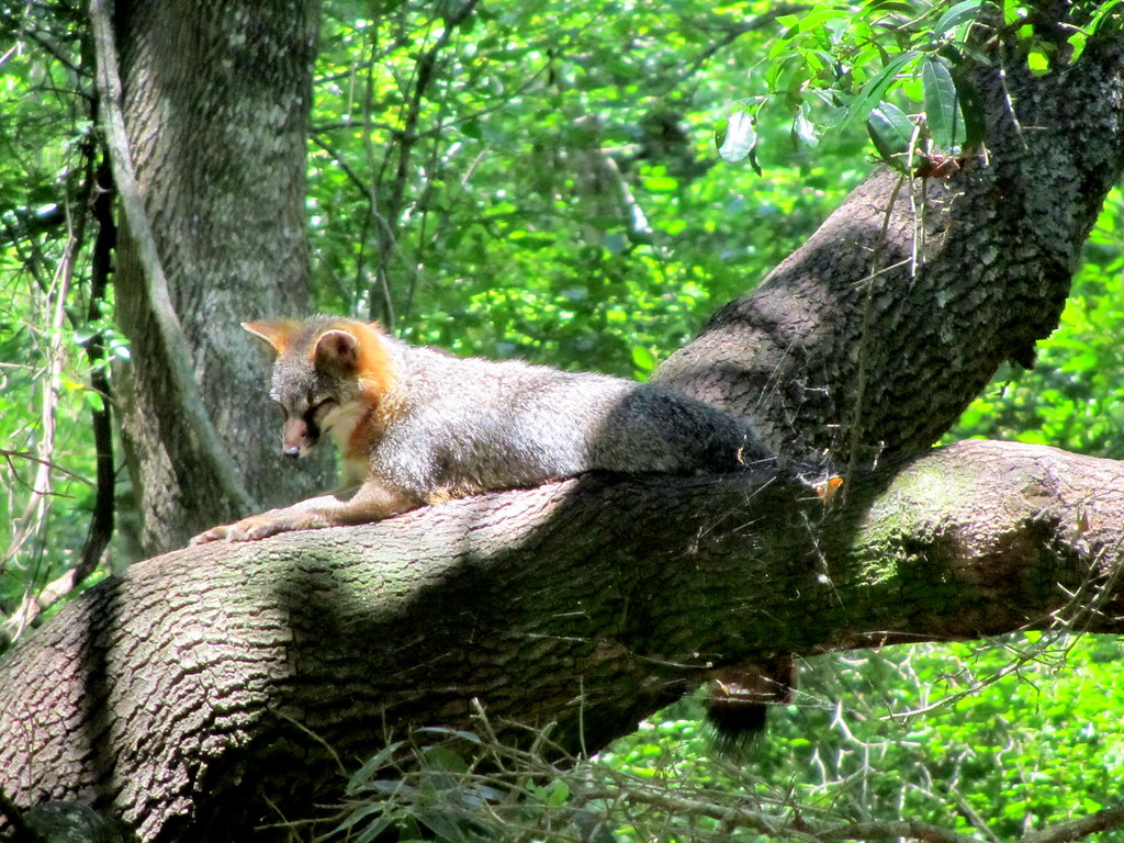 The Trapper tweet media