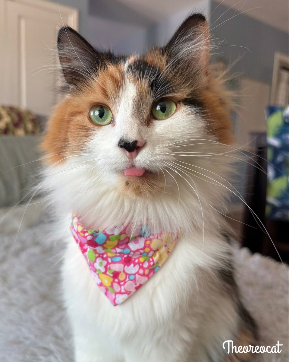 The Oreo Cat tweet media