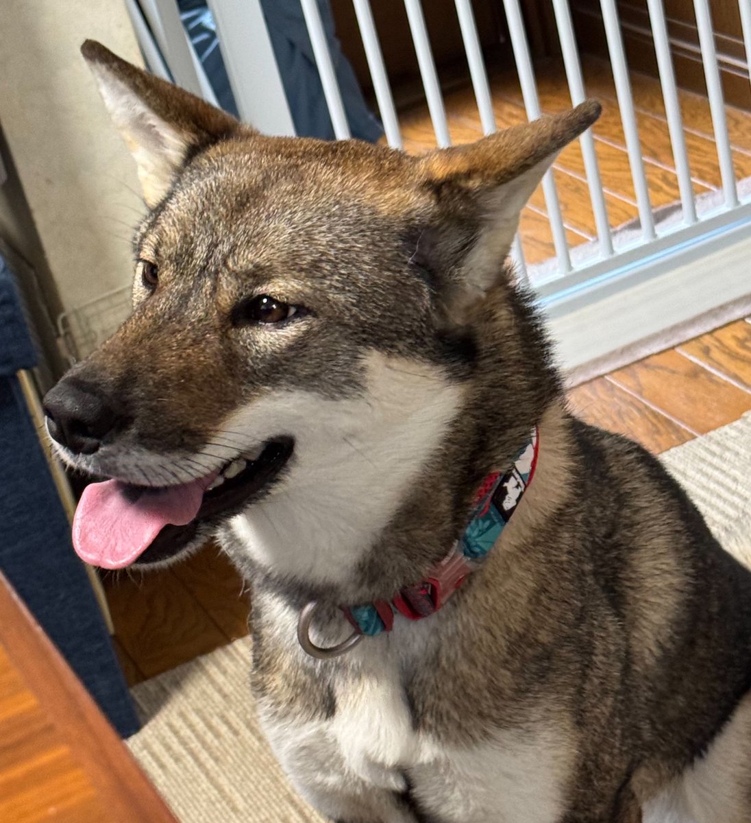 🦀四国犬 瑠希🐟 tweet media