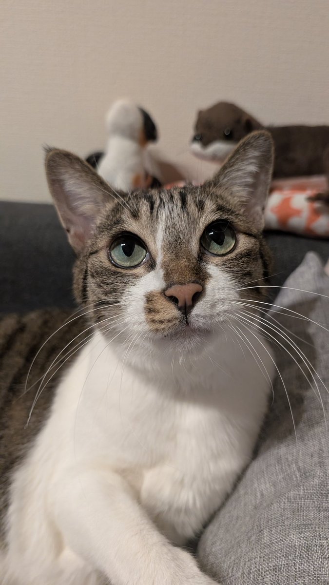 野良さん@握力569t tweet media