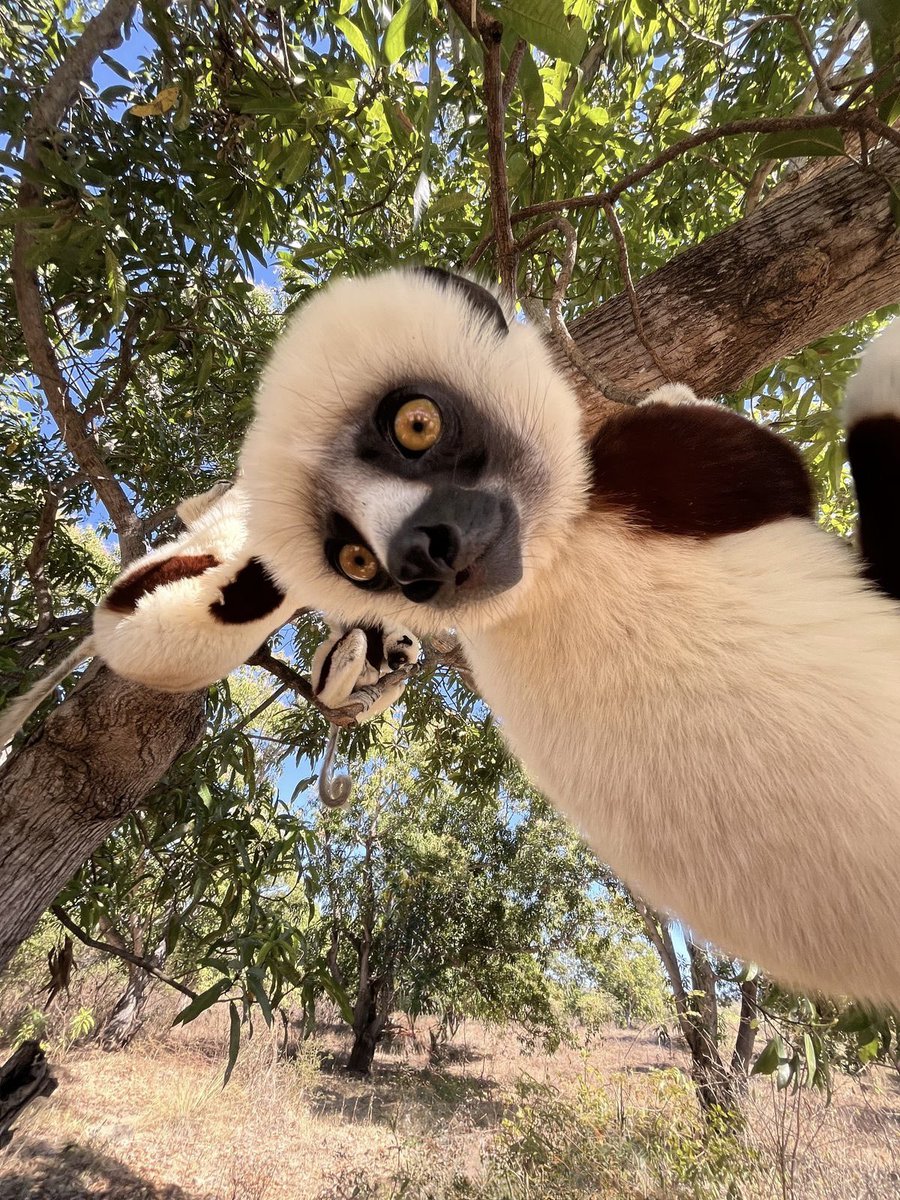 vistaaura tweet media