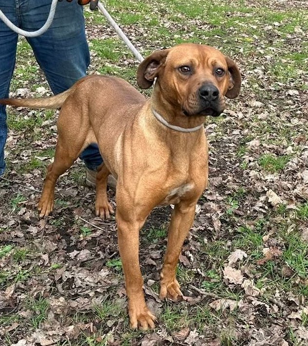 Animal Adoptions UK 🐕‍🦺🐈🐎❤️ tweet media