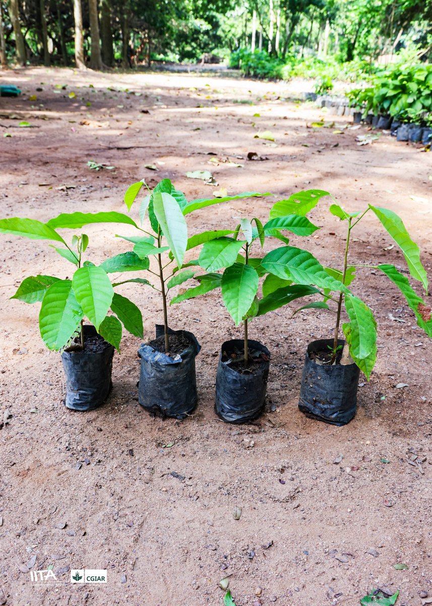 IITA Forest Center tweet media