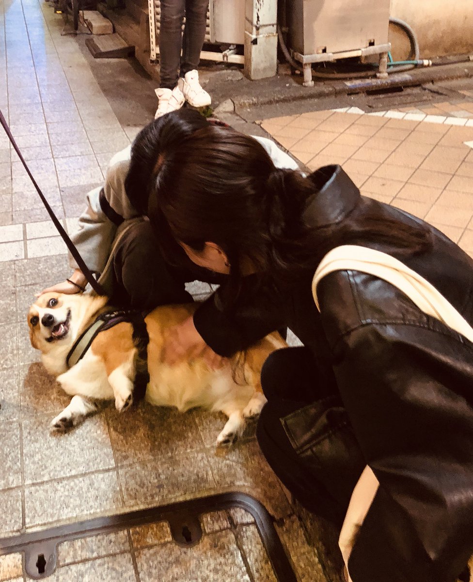 コーギー🐶May🐶 tweet media