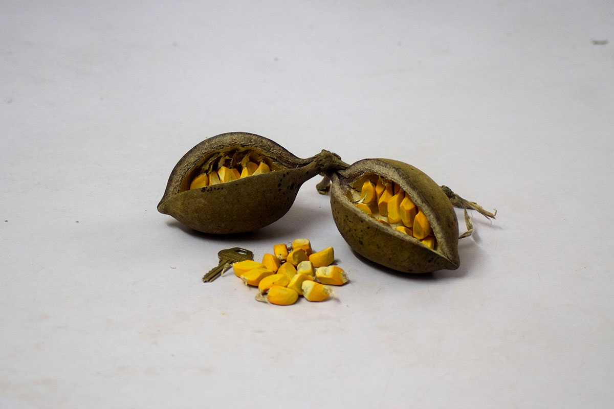 IITA Forest Center tweet media