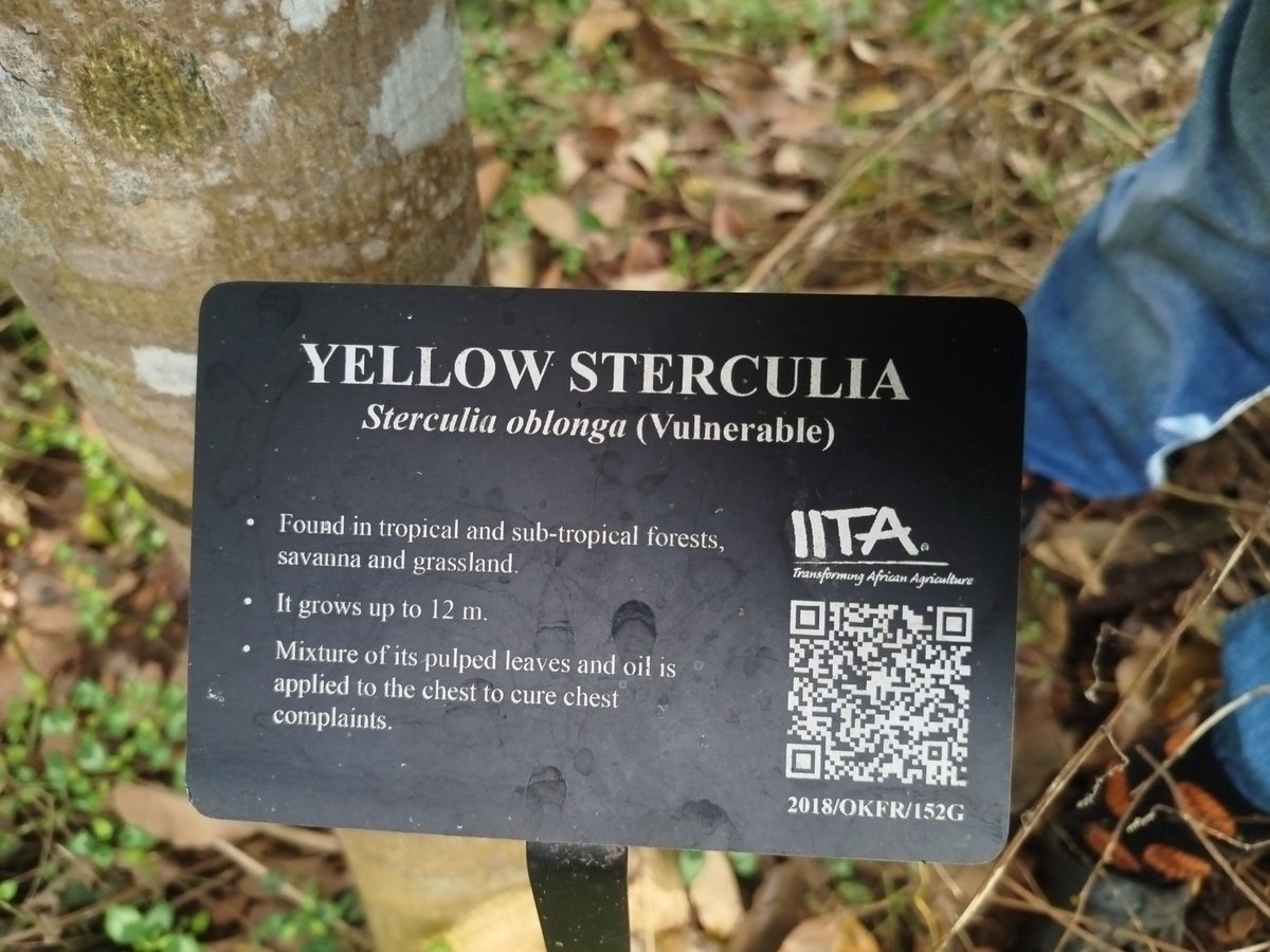 IITA Forest Center tweet media