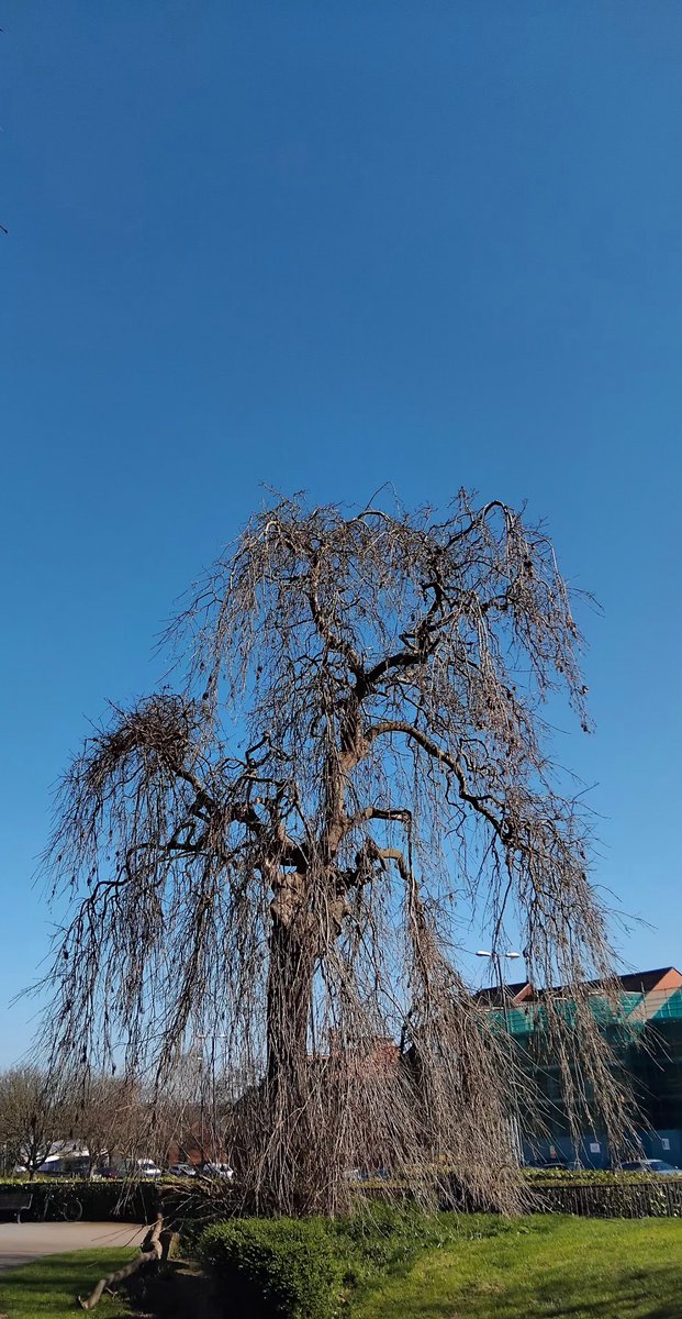 IanJ21289455's tweet photo. Blue sky of an afternoon in the middle of March. Is this tree about to awake?
#Derby #Perambulation https://t.co/rz471JLkN4