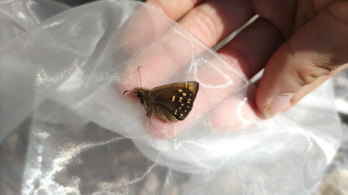 みがし tweet media