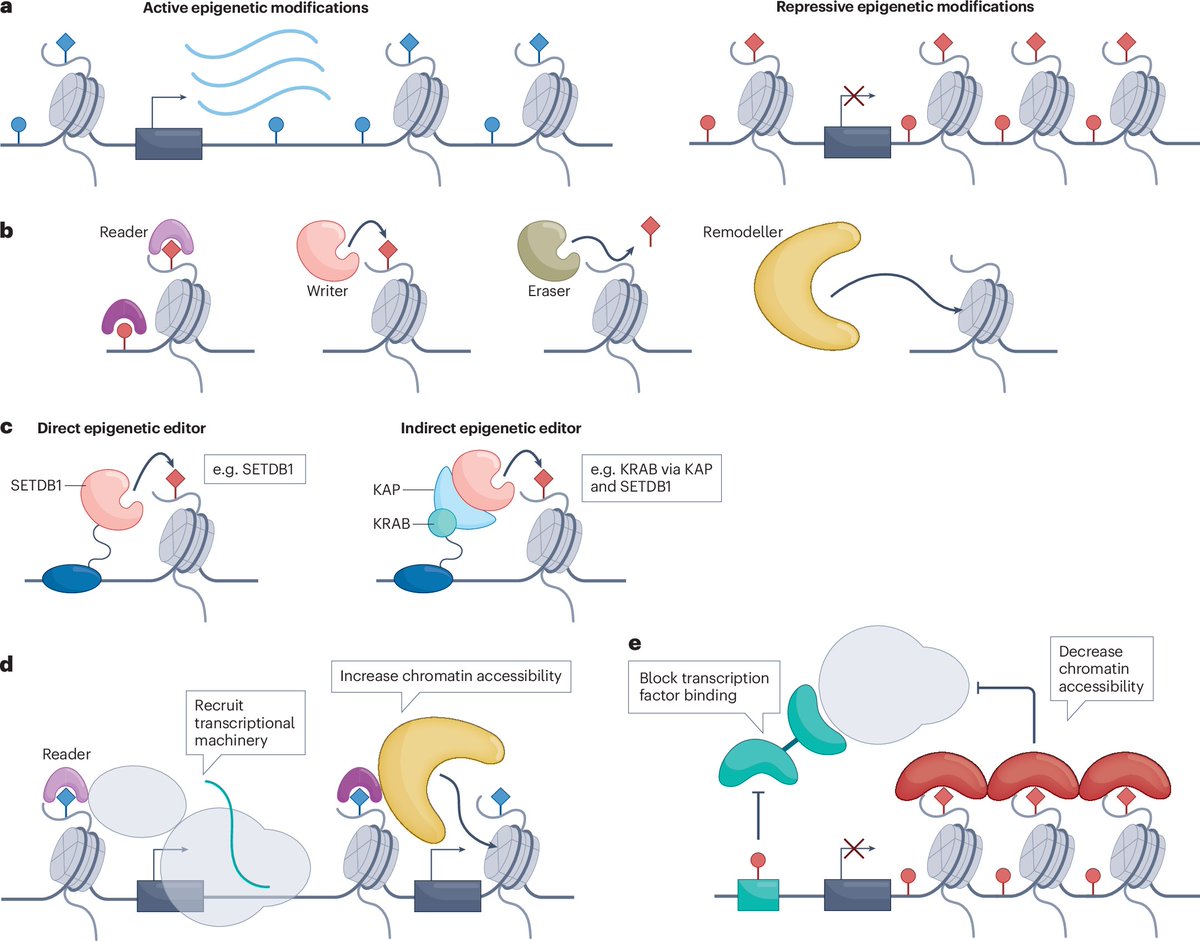 NatRevDrugDisc's tweet photo. Epigenetic editing: from concept to clinic
https://t.co/O7Ps5IKptM 
https://t.co/ZjO4C40MsD

This Review in the March issue covers approaches to reprogramme gene expression by rewriting epigenetic signatures, and discusses challenges including target specificity and delivery https://t.co/kkLzzFJUY3