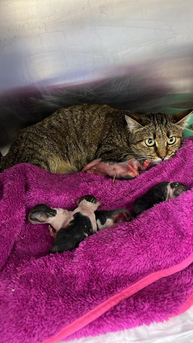 ÇOK ACİL GEÇİCİ YUVA  +905362235902 İstanbul güngören (ulaşamayan mutlaka msj atsın)

Hasta hamile kedi veterinerde doğum yaptı o kadar stresdeki yavrularıyla ilgilenemiyor, genel durumu şu anda iyi fakat stresten yemek yemiyor ACİL GEÇİCİ YUVA, bahçe olmaz evde olması gerek🚨