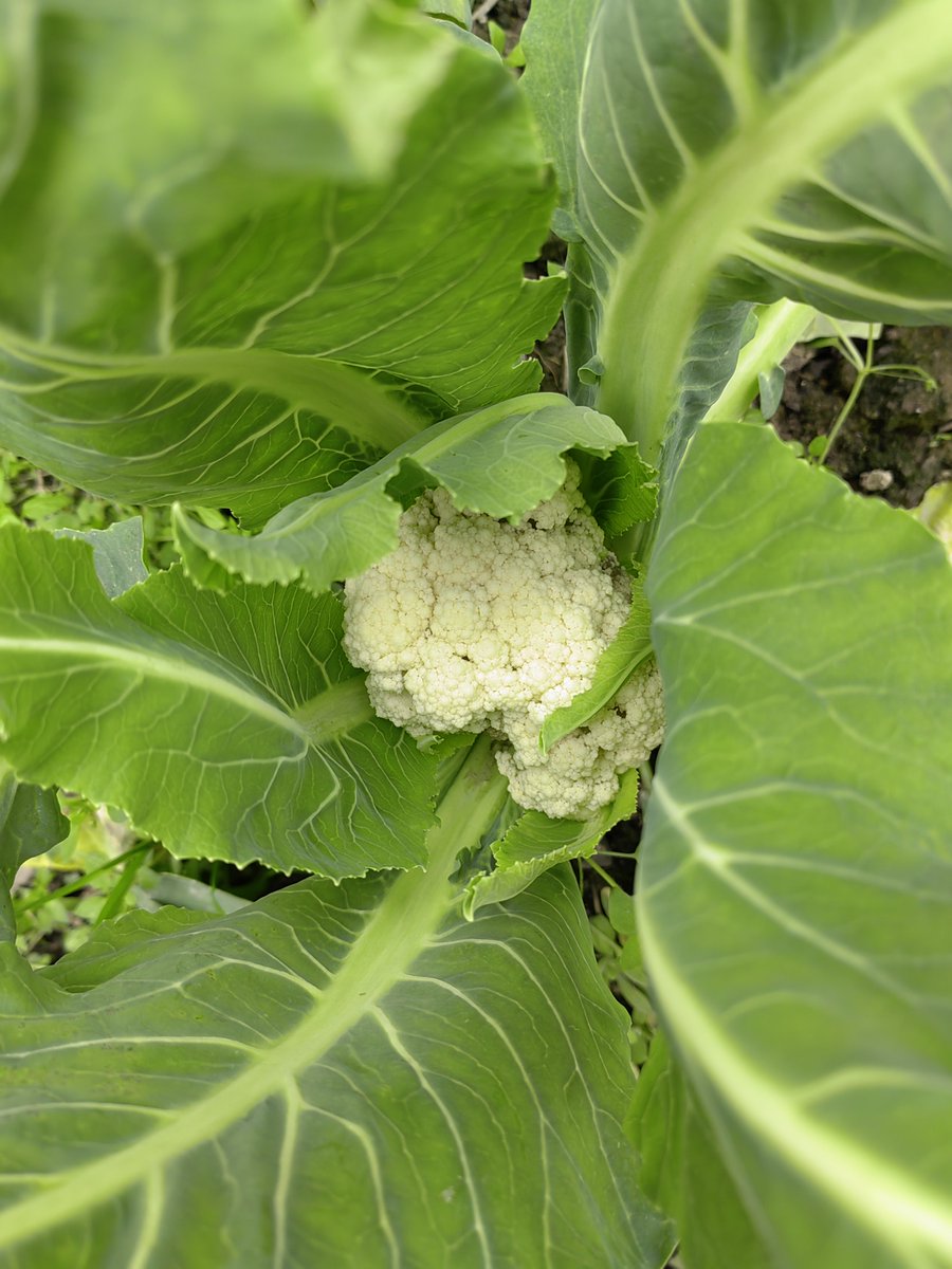 Eric Peterson tweet media