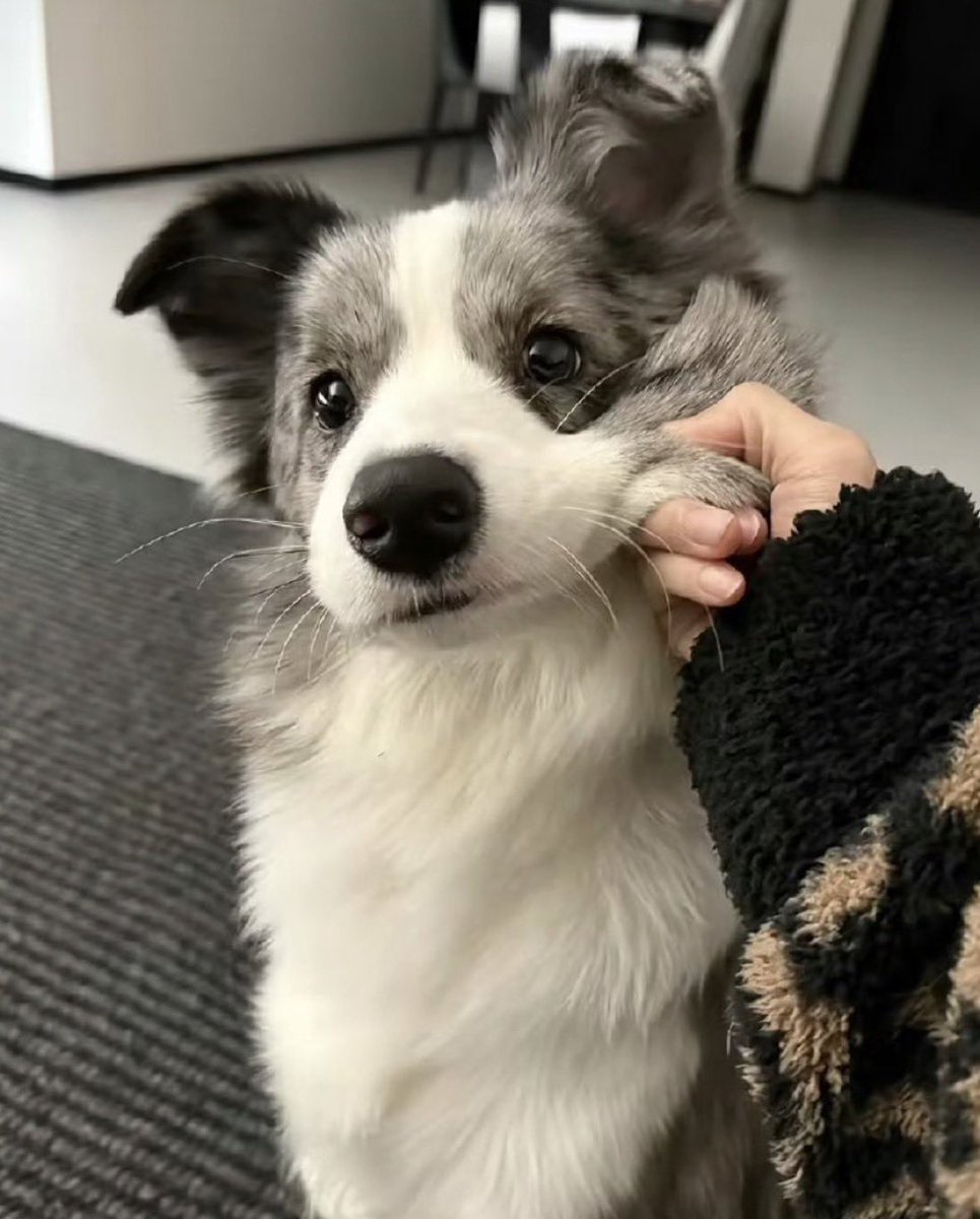 everything dogs 🐶 tweet media