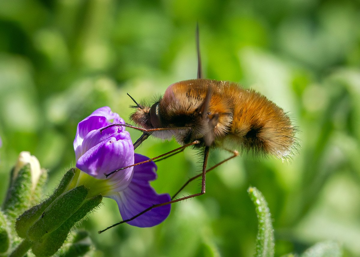 Ed Phillips tweet media