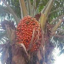 Onwa_Nnewi tweet media