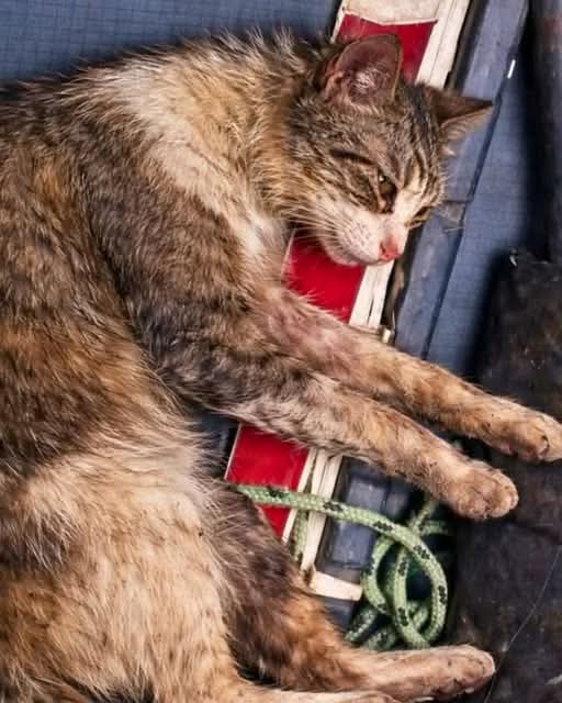 The Husky tweet media