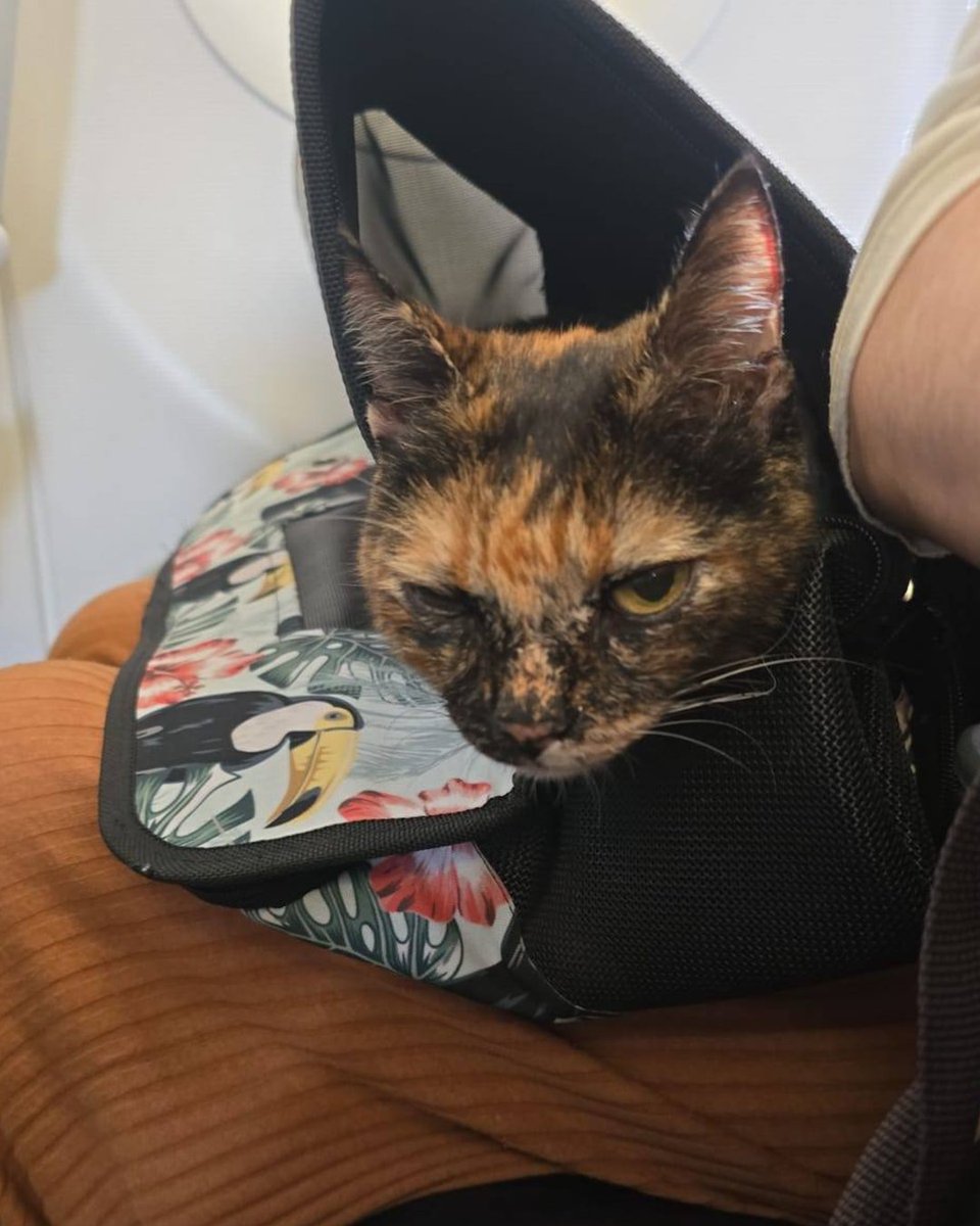 THANASIS  GOUNARIS tweet media