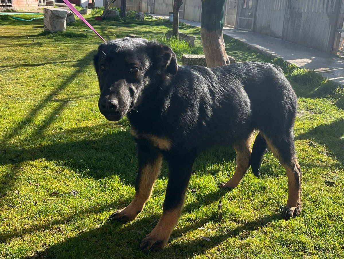 Perrera Provincial Valladolid tweet media