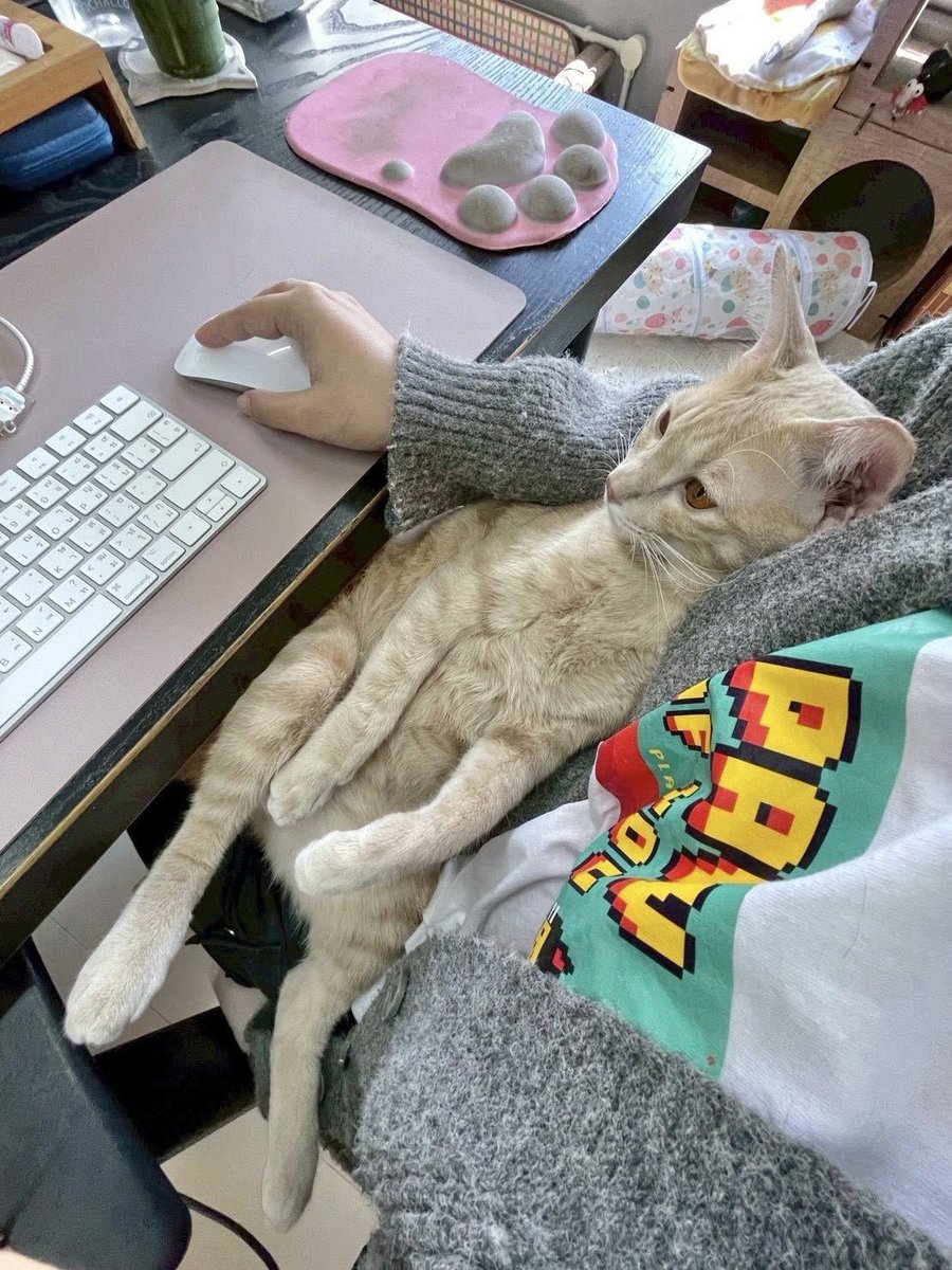 cats with jobs 🛠 tweet media