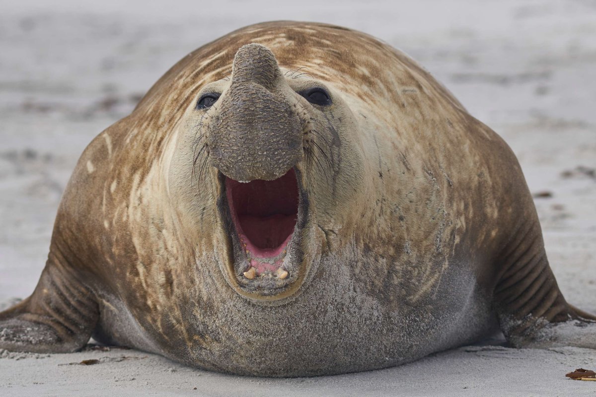 #WildWednesday - a few #ElephantSeals from @AntarcticaSouth