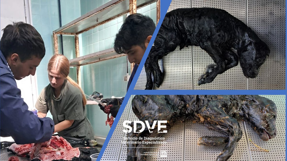 SDVE - INTA Balcarce tweet media