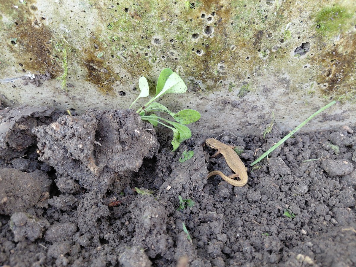 Kees van Egmond 🌼 tweet media