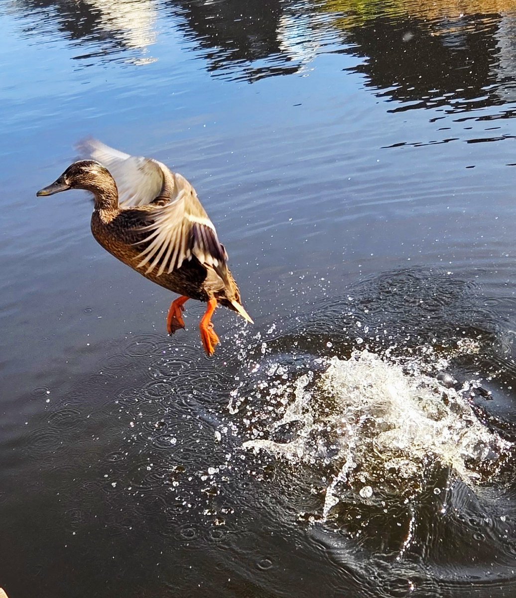 Cynthia van de Peppel 🖤💙🖤 tweet media