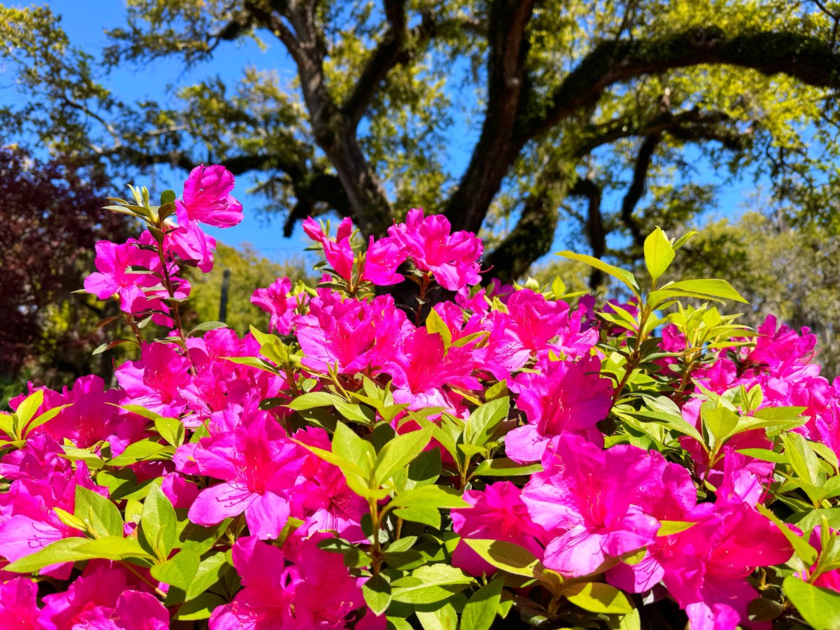 David Nola tweet media