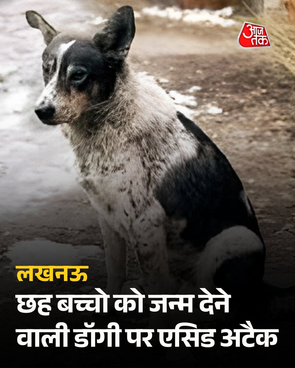 dilthi_gujarati's tweet image. Fear sells
Facts don’t
That’s why cruelty stories against animals are ignored while fear headlines dominate
This imbalance is driving violence

@the_hindu @NewIndianXpress

#AmendPCA #JusticeForAnimals

x.com/orfonline/stat…