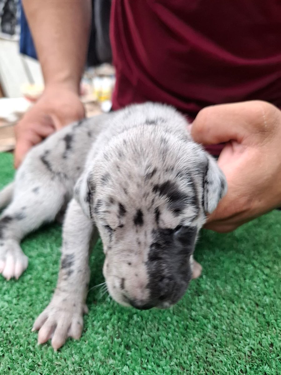 César Astudillo Salcedo tweet media