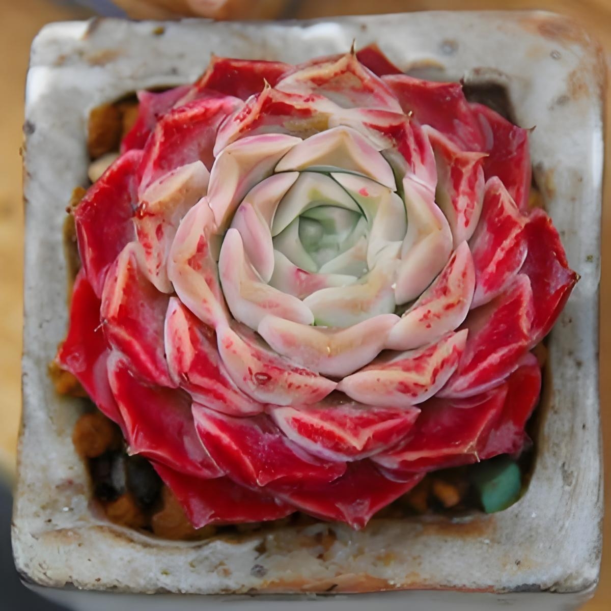 Clinton Serafini tweet media