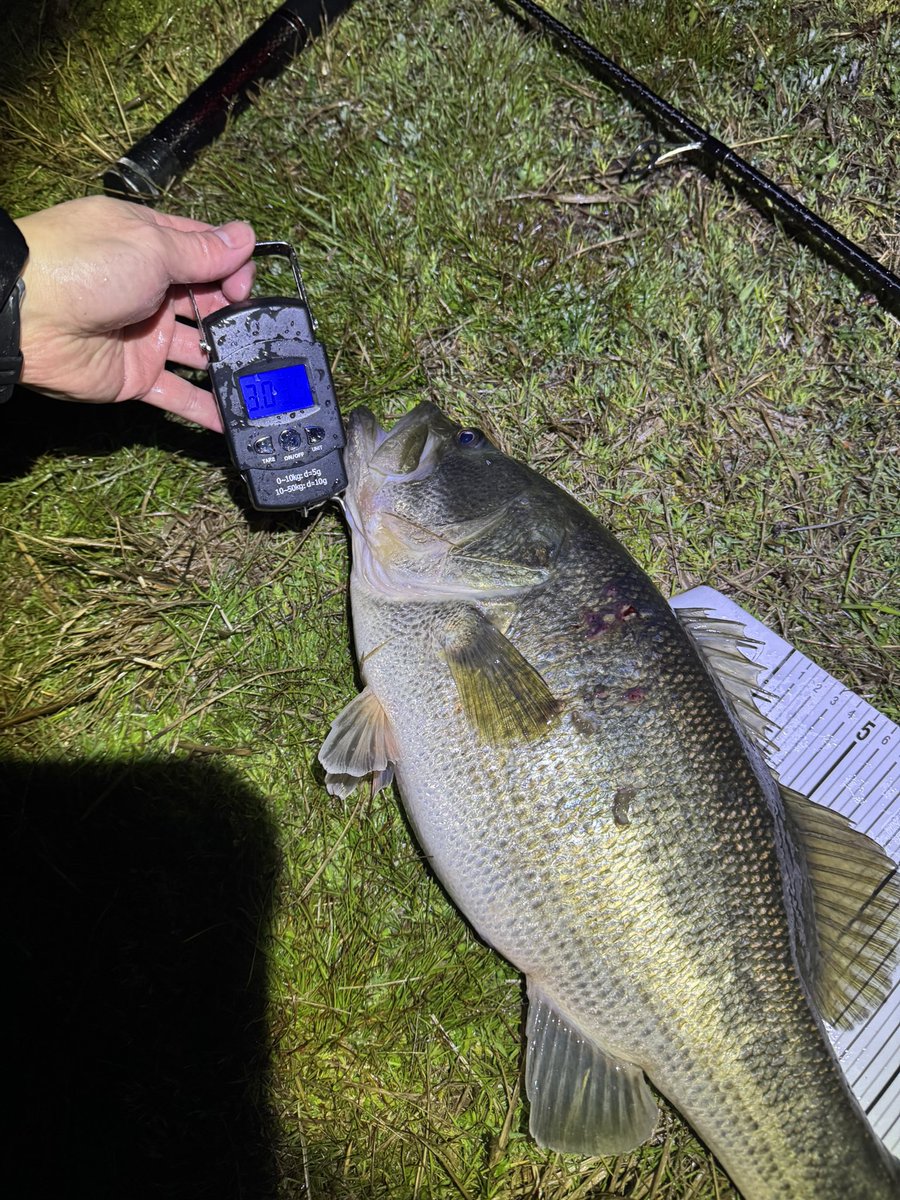 a950as1's tweet photo. 3釣行3ゴーマル
シーズン補正に助けられてるとはいえ、初バスから3連続でゴーマルは嬉しくも出来過ぎです。
#琵琶湖南湖
#deps
#キンクーエアー https://t.co/u7HmdCEE6D