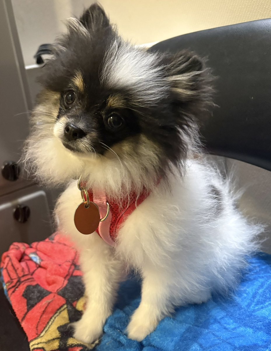 IMShadow007 tweet media