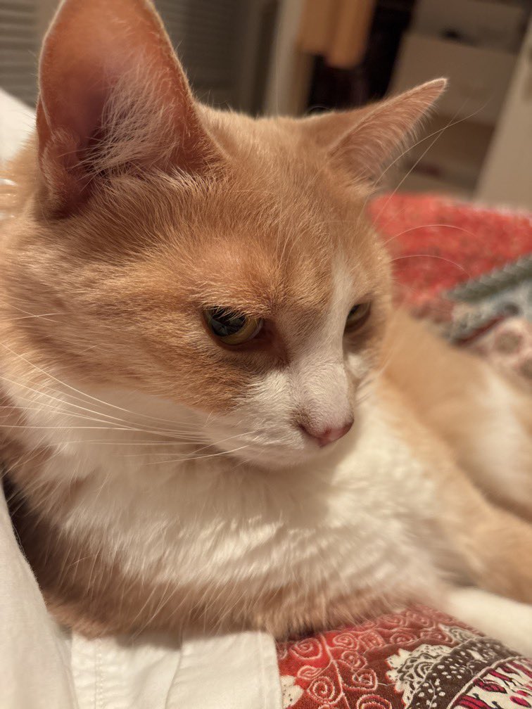 Ann Koplow tweet media