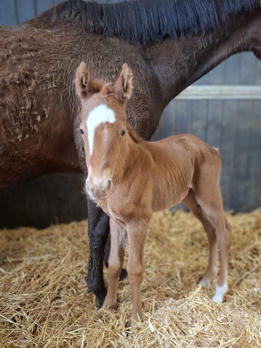 Ferdlant Stud tweet media