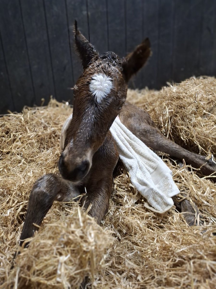 Ferdlant Stud tweet media