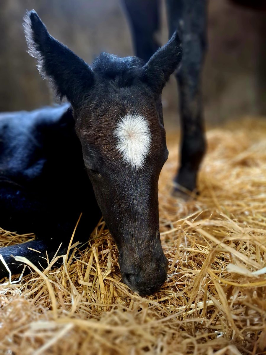 Ferdlant Stud tweet media