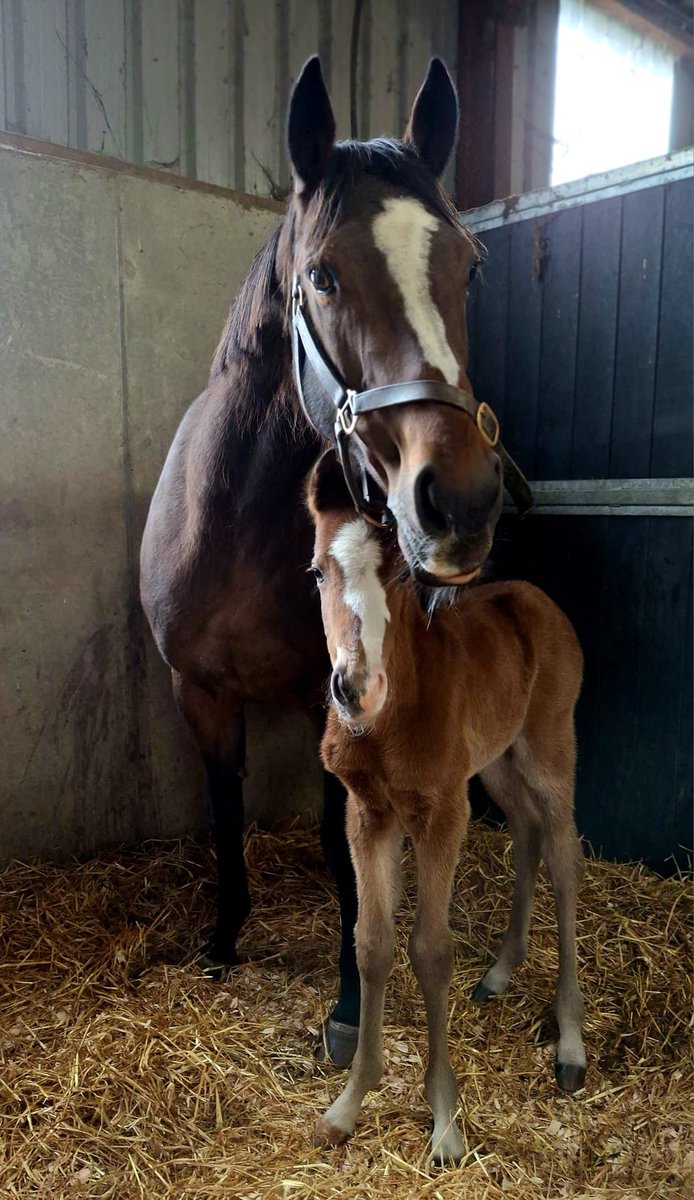 Ferdlant Stud tweet media