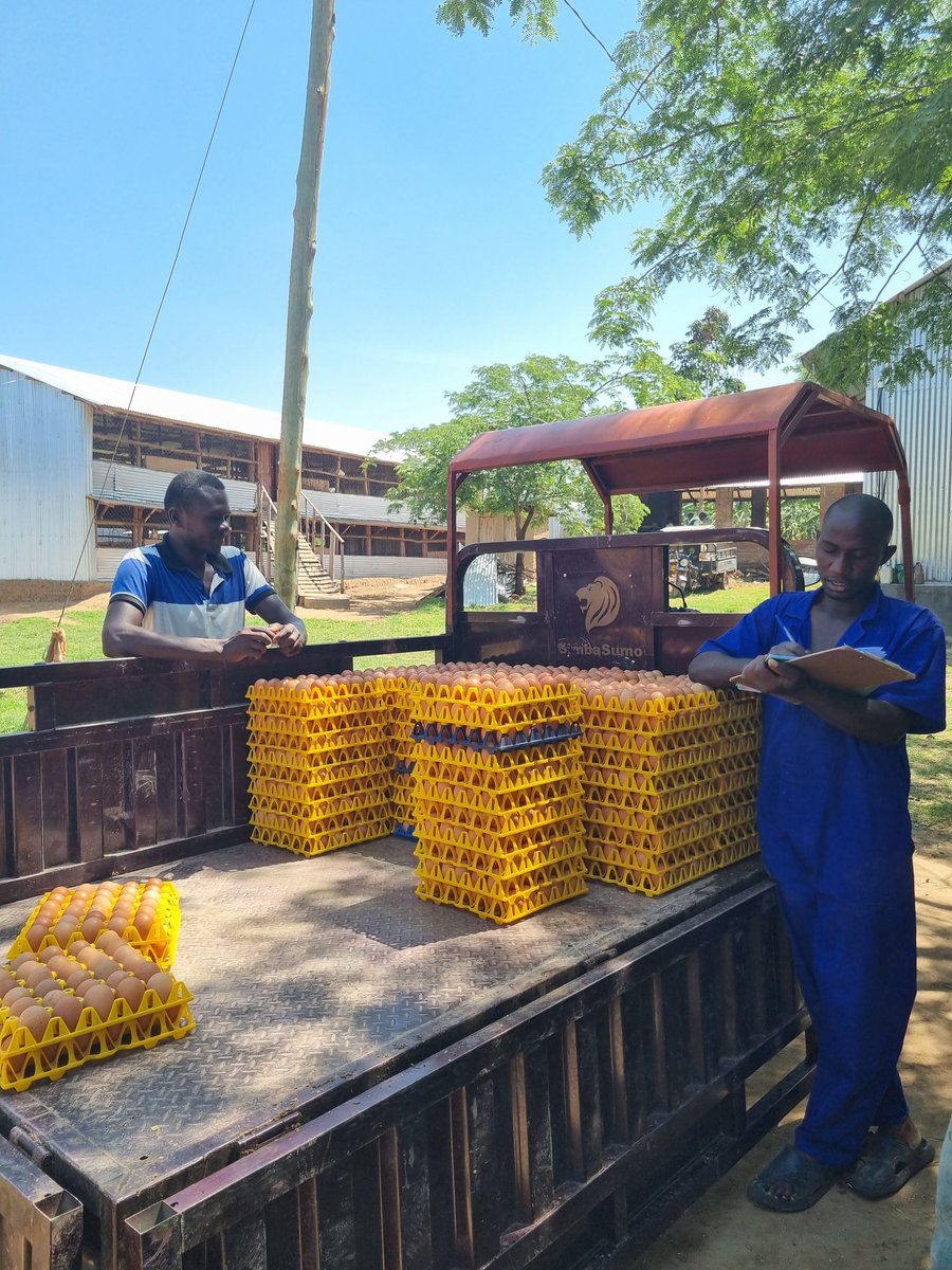 Dr. Daniel Masaba tweet media