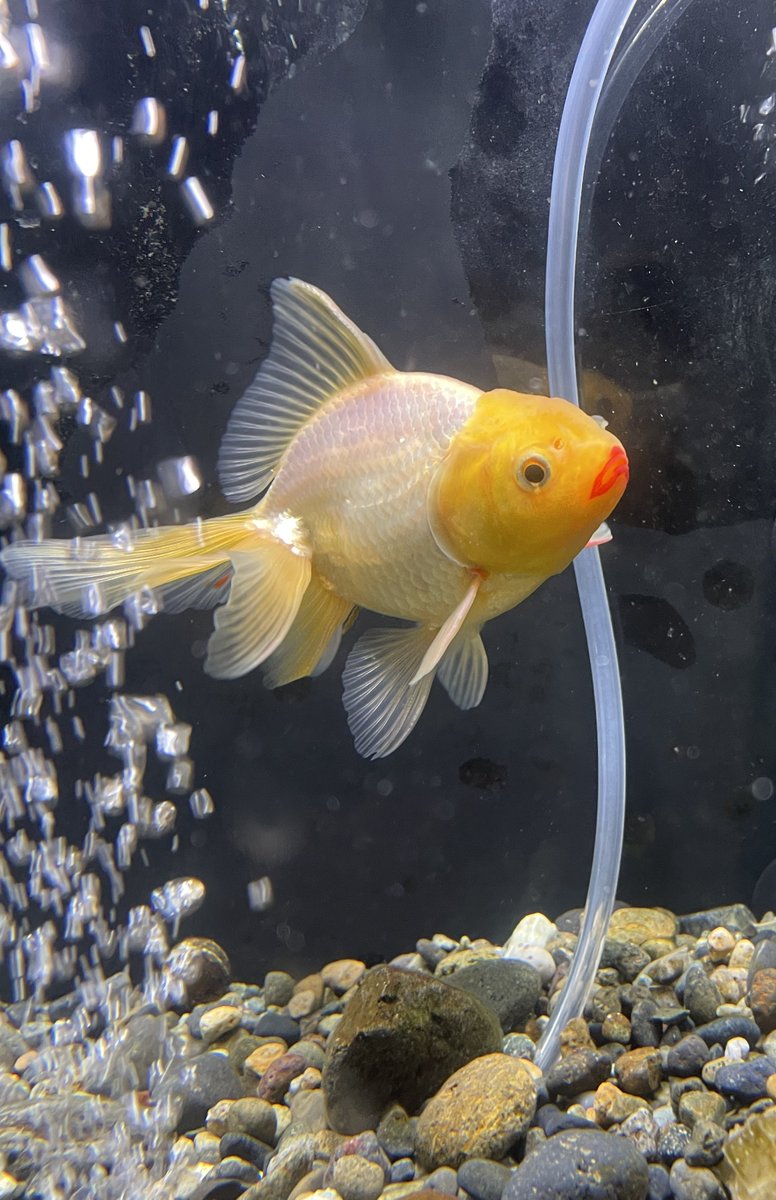 病気で金魚が全滅してしまってから、金魚はもう飼うまいと思っていましたが人からいただいてしまい…また金魚を飼うことにしました。

リップ塗ってるみたいな口が特徴的でメイクしてるみたいな金魚。
名前はギャルです笑

#金魚
