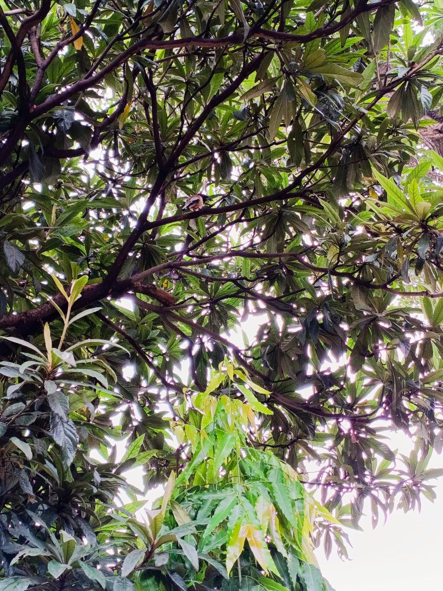 𝓞𝓂σ𝓃ѕ𝒽𝒶 tweet media