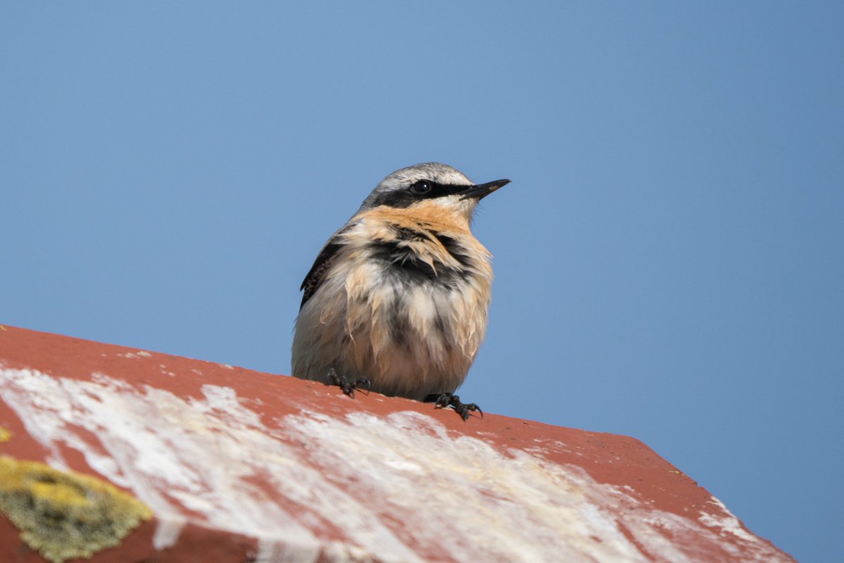 Phil Woollen tweet media