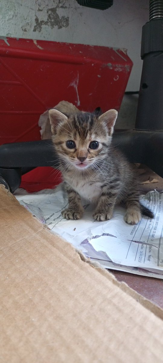 |ORL∆NDO| tweet media