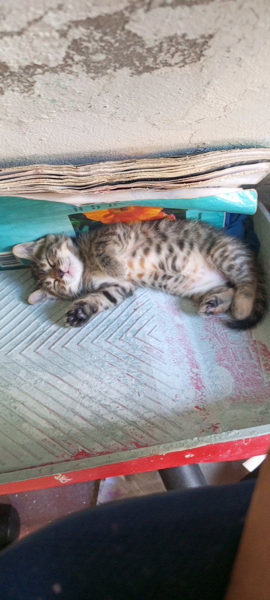 |ORL∆NDO| tweet media