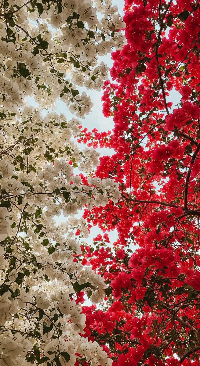 only aesthetic tweet media